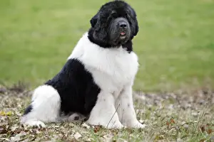 Neufundland-Hund