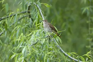 Nature Inspired Wall Art Drucke: Nightingale - in spring on territory