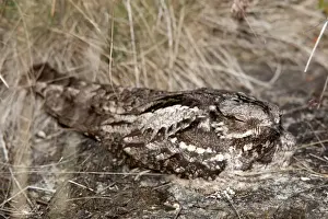 Nightjar Bird Drucke: Nightjar - on the ground