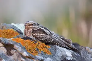 Nightjar Bird Drucke: Nightjar - Lizard - Cornwall - UK
