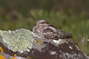 Nightjar Bird Drucke: Nightjar - on a rock