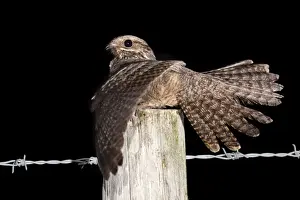 Nightjar Bird Drucke: Nightjar - with wings open on a post