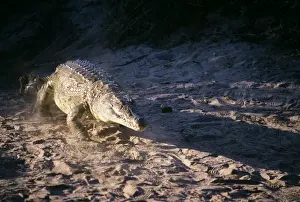 Wildlife Photography Artwork Drucke: Nile Crocodile