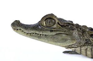 Personal Use Artwork Only Drucke: Nile Crocodile - studio