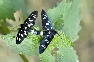 Neunfleckiger Mohnammer – Paar paart sich eng naheinander – Natioalpark Bukk Ungarn