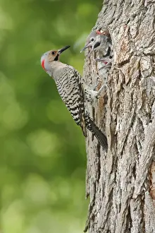 Personal Use Bird Prints Drucke: Northern Flicker