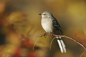 Personal Use Bird Prints Drucke: Northern Mockingbird