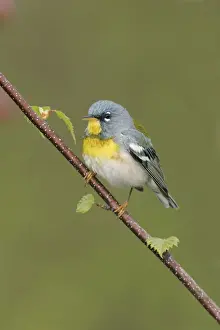 Wildlife Art Prints Online Drucke: Northern Parula