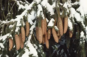 Snowy Trees Drucke: Norway Spruce