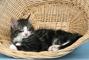 Nordischer Waldkatze