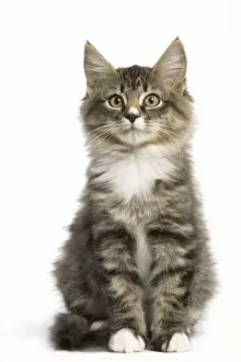 Feline Photography Prints Drucke: Norwegian Forest Cat