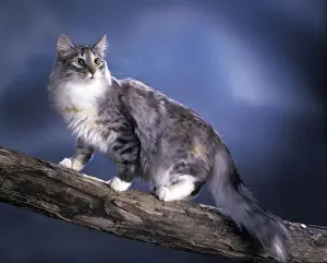 norwegischer Waldkatze