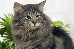 Nordischer Waldkatze