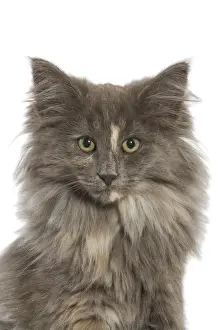 Semi Longhair Cat Breeds Drucke: Nowegian Forest cat - in studio