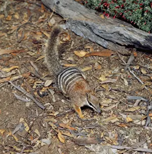 Australasian Wildlife Photos Drucke: Numbat - amongst leaf litter