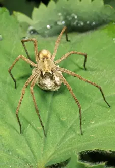 Wildlife Photography Prints UK Drucke: Nursery-web Spider UK