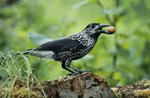 Duncan Usher Photographer Drucke: Nutcracker - with hazel nut in beak, Autumn