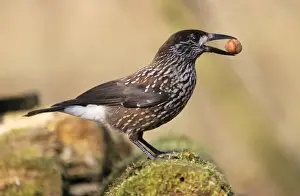 Duncan Usher Photography Drucke: Nutcracker - with hazel nut in beak, winter