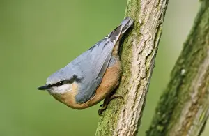 Personal Display Art Prints Drucke: Nuthatch