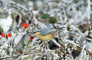 Verwandte Bilder Drucke: Nuthatch im Winter