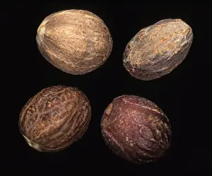 Spice Plants For Sale Drucke: Nutmeg