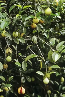 Tropical Fruit Plants Drucke: Nutmeg - bush with fruit