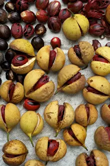 Asian Agricultural Practices Drucke: Nutmeg and Mace
