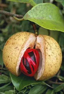 Myristica Fragrans Drucke: Nutmeg & Mace - on tree