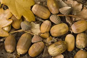 Oak Tree Drucke: Oak, acorn