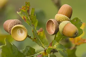 Oak Tree Images Drucke: Oak Acorns