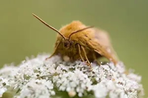 West Country Wildlife Images Drucke: Oak Eggar Moth - on flower - Cornwall, UK