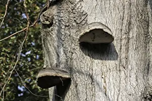 Single Oak Tree Image Drucke: Oak Polypore
