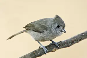 Personal Use Bird Artwork Drucke: Oak Titmouse