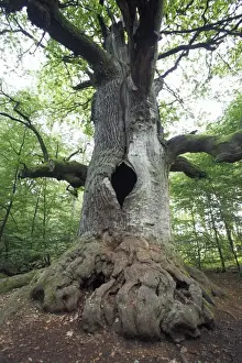 Quercus Robur Species Drucke: Oak Tree - ancient tree in summer, Sababurg Ancient Forest NP, North Hessen, Germany