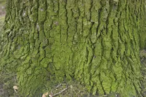 Oak Tree Bark Drucke: OAK Tree - close-up of bark