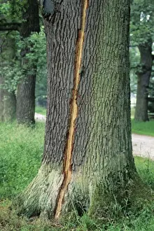 European Oak Trees Drucke: Oak Tree - lightning strike on stem of mature tree, Lower Saxony, Germany