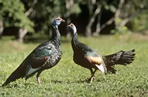 Kakaduenteuropäischer Wildschweinentau