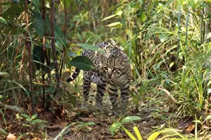 Tom Leeson Photography Drucke: Ocelot Belize Latin formerly: Leopardus pardalis