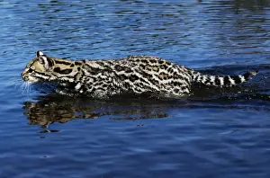 Wild Cat Photography Drucke: Ocelot - wading through water