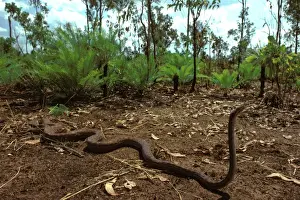 Northern Territory Reptiles Drucke: Oenpelli Rock Python - Arnhemland, Northern Territory, Australia JPF00083