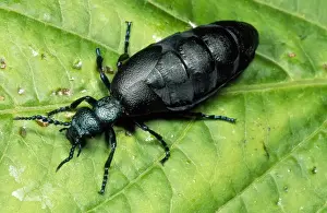 West Country Wildlife Images Drucke: Oil Beetle Devon UK