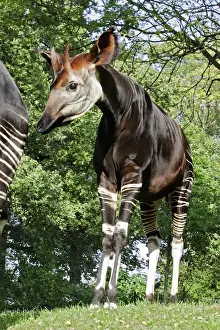 Drucke von WAT-16612 Okapifuchs - männlich Cercopithecidae Drucke: Okapia - männlich, in Gefangenschaft