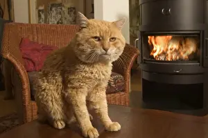 Vintage Cat Art Drucke: Old Cat - In front of fire