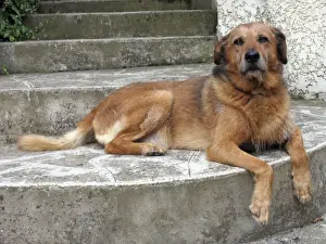Jean Michel Labat Art Prints Drucke: Old Dog - resting on step