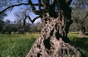 Ancient Olive Tree Drucke: Old Olive Tree Crete