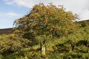 Autumn In The UK Drucke: Old rowan tree on the slopes of Dunkery Beacon, Exmoor, in fruit