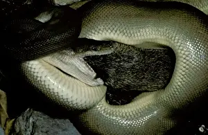 Gerahmter Druck : Oliven python - Ein Bandikot auf dem Essen. Erwachsene können ein so großes Beute als eine Felskänguru fressen, Nordaustralien JPF00081 Gerahmter Druck : Oliven python - Ein Bandikot auf dem Essen. Erwachsene können ein so großes Beute als eine Felskänguru fressen, Nordaustralien JPF00081