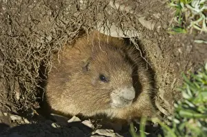 Olympic National Park Wildlife Drucke: Olympic Marmot