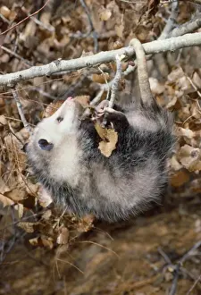 Opossum