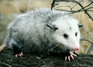 Opossum - Auf einem Zweig zu Fuß gehen